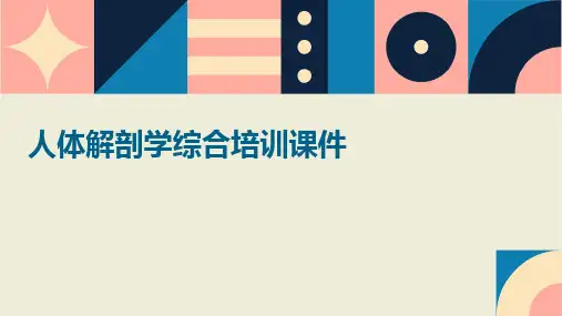 人体解剖学综合培训课件