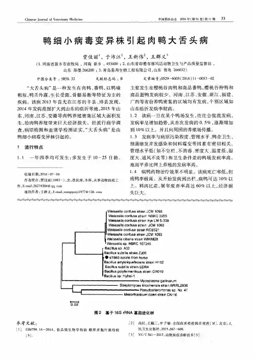 鸭细小病毒变异株引起肉鸭大舌头病