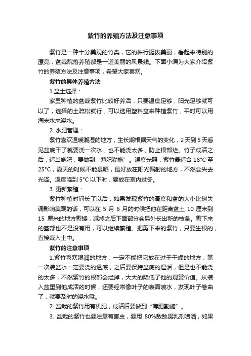 紫竹的养殖方法及注意事项