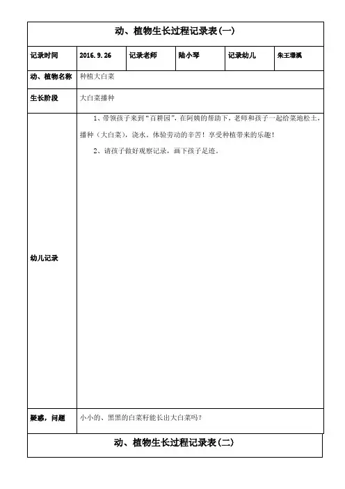 白菜观察记录