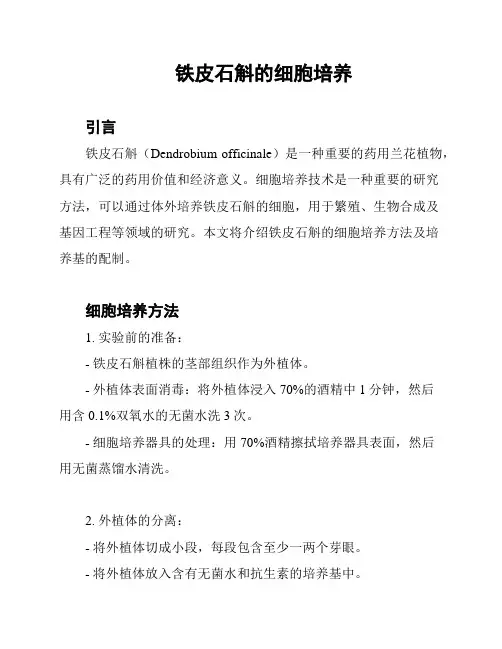 铁皮石斛的细胞培养