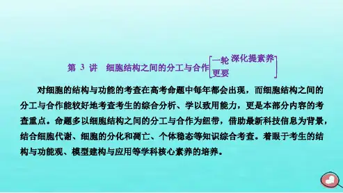高考生物一轮总复习必修1第二单元细胞的基本结构与物质的输入和输出第3讲细胞结构之间的分工与合作课件