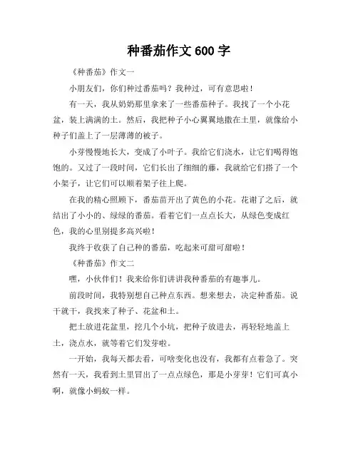 种番茄作文600字