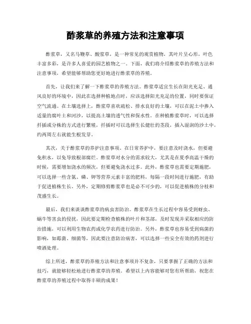 酢浆草的养殖方法和注意事项