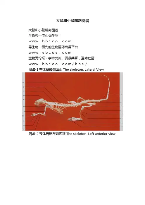 大鼠和小鼠解剖图谱