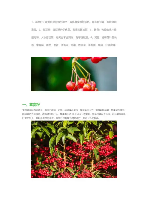 四季常青又耐寒的绿植