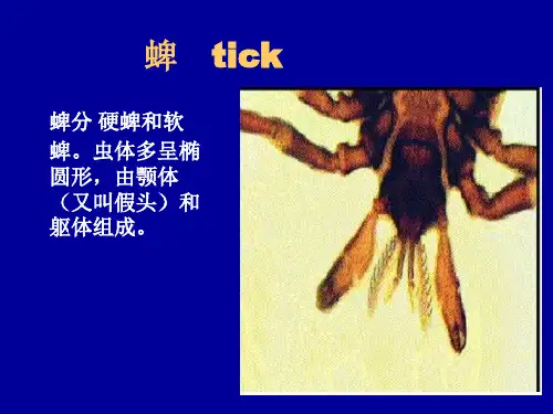 医学寄生虫学课件：蜱螨