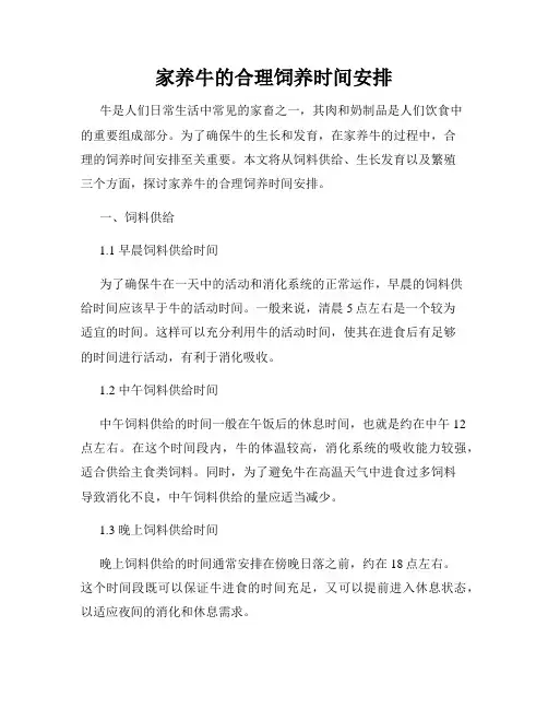 家养牛的合理饲养时间安排