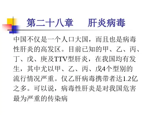 第二十八章肝炎病毒PPT课件