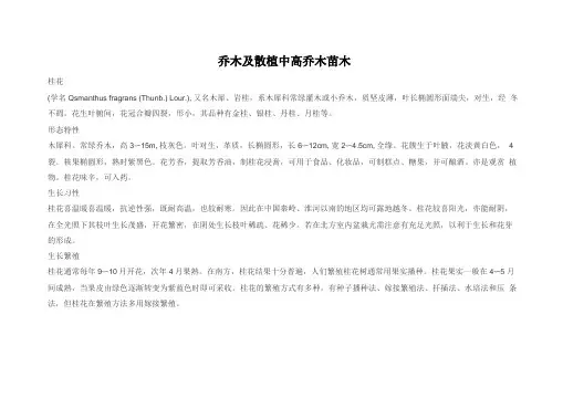 乔木及散植中高乔木苗木表