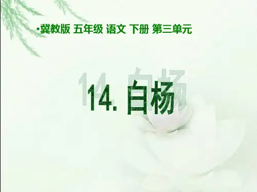 冀教版五年级语文下册 白杨 PPT课件