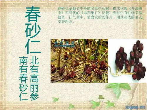 春砂仁介绍