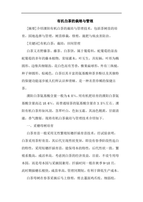 有机白茶的栽培与管理