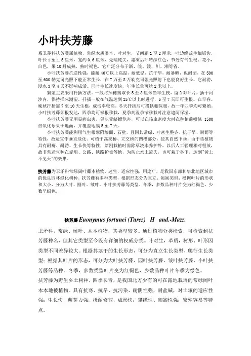 小叶扶芳藤