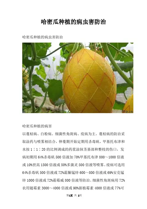 哈密瓜种植的病虫害防治