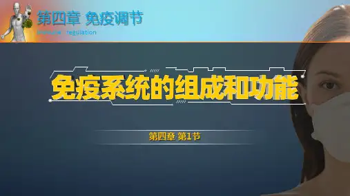 4.1免疫系统的组成和功能课件-高二上学期生物人教版选择性必修13