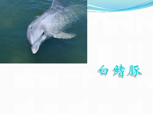 白鳍豚