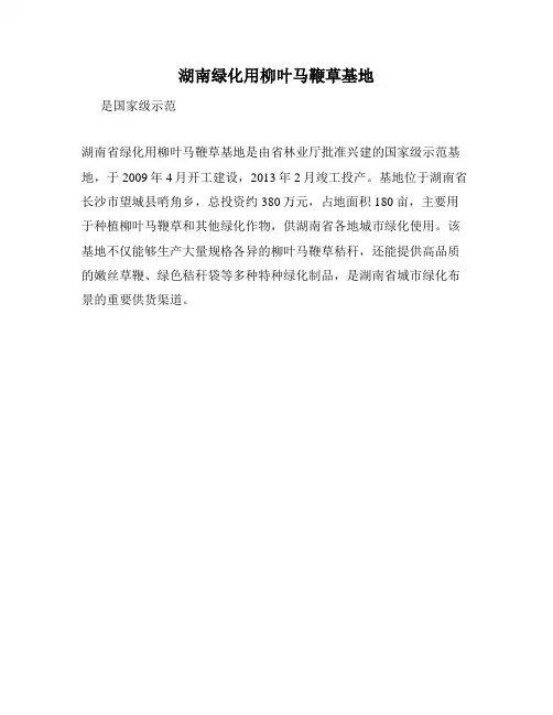湖南绿化用柳叶马鞭草基地