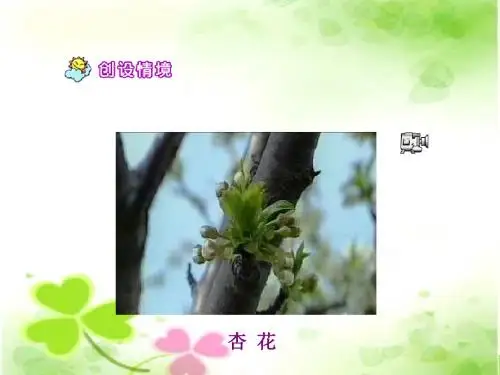 苏教版四年级语文：第一朵杏花ppt课件(公开课优质课教学课件)