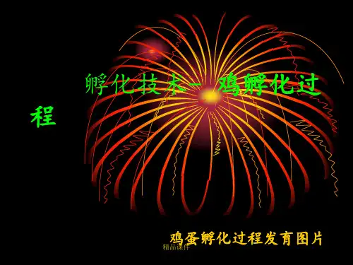 鸡的胚胎发育