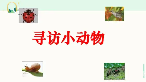 教科版科学三年级上册《寻访小动物》课件