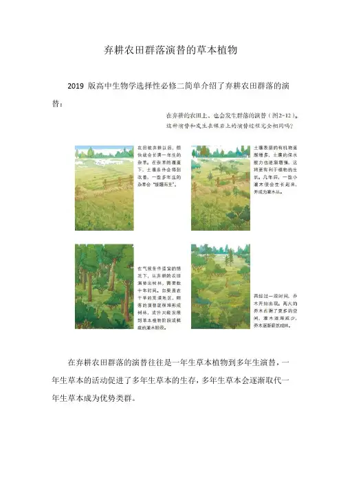 备课素材知识点：弃耕农田群落演替的草本植物  高中生物人教版选择性必修2  