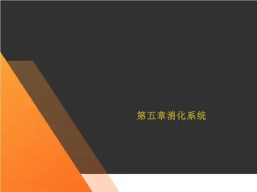 第五章消化系统