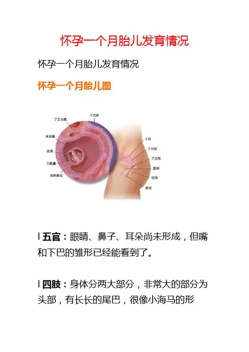怀孕一个月胎儿发育情况