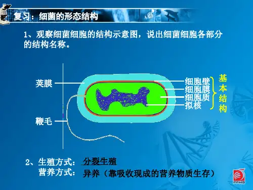 认识细菌和放线菌-教学课件