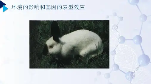遗传学_ 基因的作用与环境的关系_