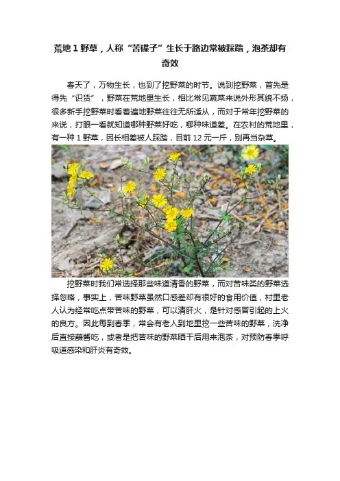 荒地1野草，人称“苦碟子”生长于路边常被踩踏，泡茶却有奇效