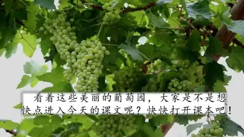 二年级上册语文课件-11 葡萄沟人教编版版