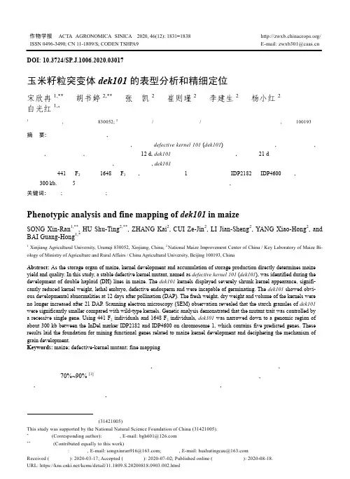 玉米籽粒突变体dek101的表型分析和精细定位