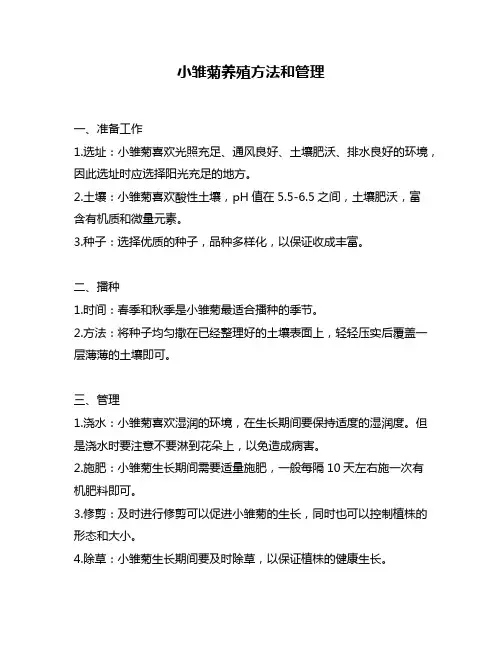 小雏菊养殖方法和管理
