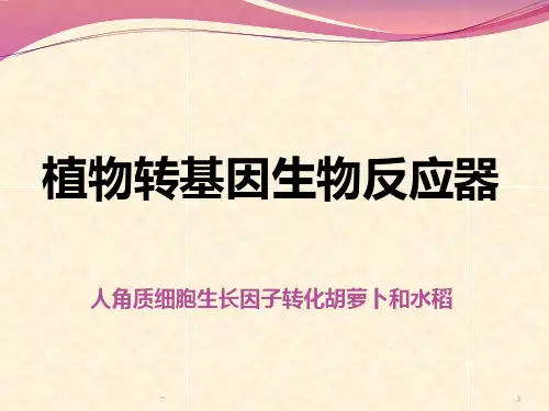 植物生物反应器PPT课件