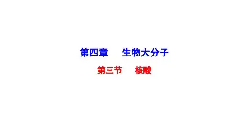 人教版《核酸》优质ppt课件