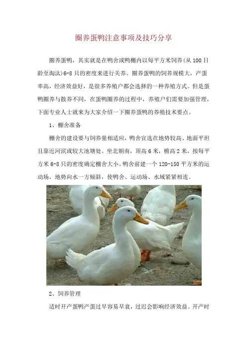 圈养蛋鸭注意事项及技巧分享