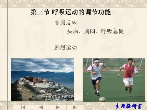 4.3呼吸运动的调节功能