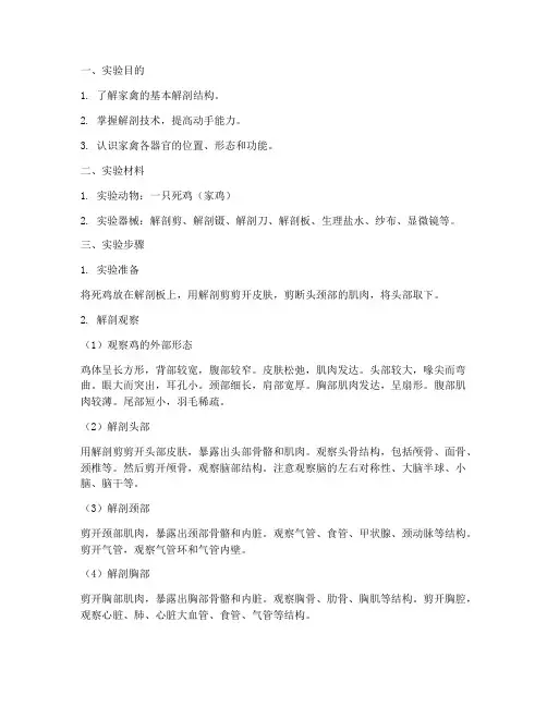 死鸡解剖实验报告