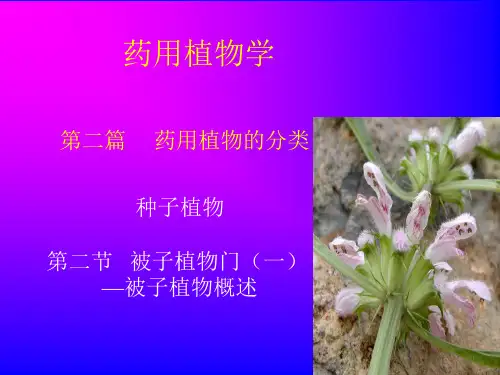 被子植物门概述分析