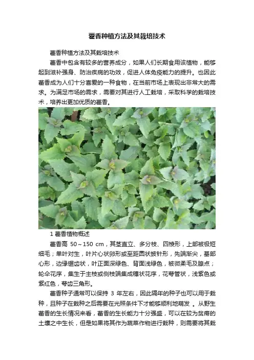 藿香种植方法及其栽培技术