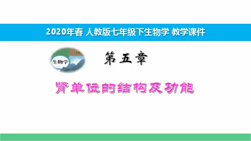 2020年春人教七下生物第五章肾单位的结构及功能 教学课件