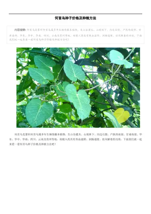 何首乌种子价格及种植方法