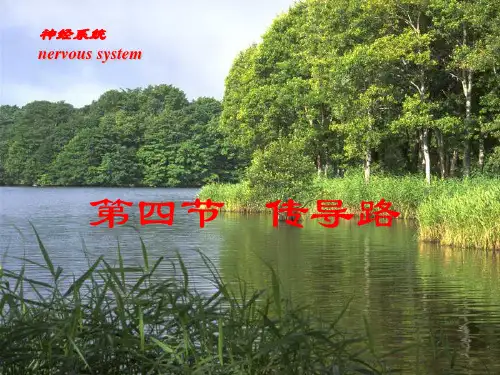 19解剖传导路.自主神经系统.脑和脊髓的被膜等