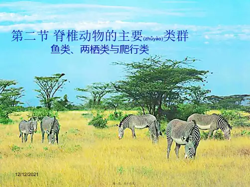 七年级生物上册第二单元第二章第二节脊椎动物的主要类群1
