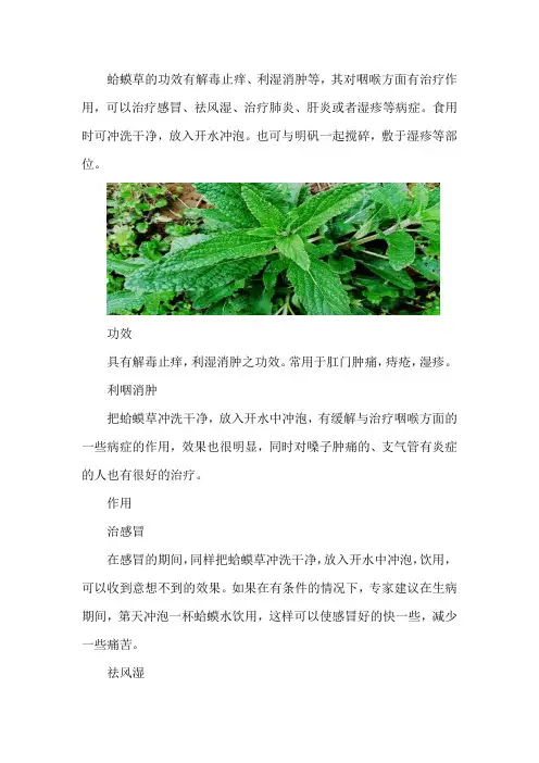 蛤蟆草的功效与作用