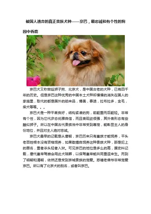 被国人遗弃的真正贵族犬种——京巴，最忠诚和有个性的狗