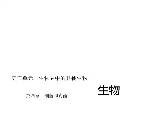 中考专题第四章细菌和真菌
