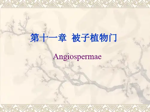 被子植物(十大科---新课件)