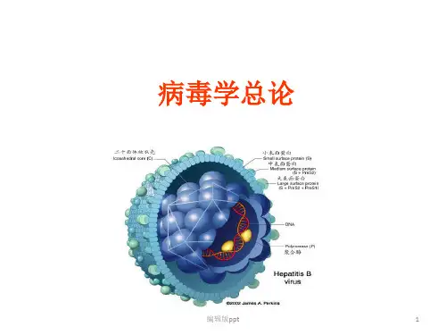 病毒学概论医学PPT
